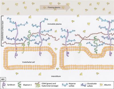 The Effects of Resuscitative Fluid Therapy on the Endothelial Surface Layer